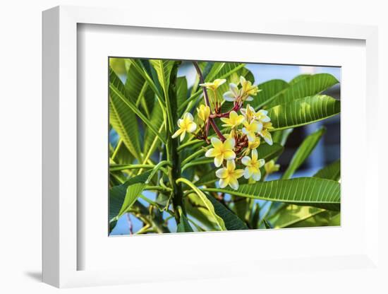 Plumeria Frangipani Blossoms. Sea of Galilee. Israel.-William Perry-Framed Photographic Print