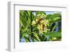 Plumeria Frangipani Blossoms. Sea of Galilee. Israel.-William Perry-Framed Photographic Print