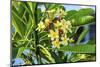 Plumeria Frangipani Blossoms. Sea of Galilee. Israel.-William Perry-Mounted Photographic Print