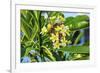 Plumeria Frangipani Blossoms. Sea of Galilee. Israel.-William Perry-Framed Premium Photographic Print