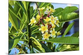 Plumeria Frangipani Blossoms. Sea of Galilee. Israel.-William Perry-Mounted Premium Photographic Print