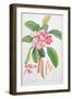 Plumeria: from Plantae Selectae-Christoph Jacob Trew and Georg Dionysius Ehret-Framed Giclee Print