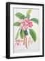 Plumeria: from Plantae Selectae-Christoph Jacob Trew and Georg Dionysius Ehret-Framed Giclee Print