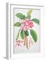 Plumeria: from Plantae Selectae-Christoph Jacob Trew and Georg Dionysius Ehret-Framed Giclee Print