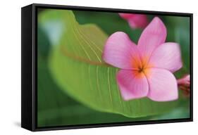 Plumeria I-Erin Berzel-Framed Stretched Canvas