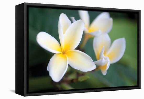 Plumeria II-Erin Berzel-Framed Stretched Canvas