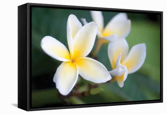 Plumeria II-Erin Berzel-Framed Stretched Canvas