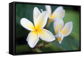 Plumeria II-Erin Berzel-Framed Stretched Canvas