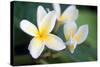 Plumeria II-Erin Berzel-Stretched Canvas