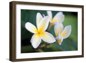 Plumeria II-Erin Berzel-Framed Photographic Print