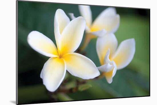 Plumeria II-Erin Berzel-Mounted Photographic Print