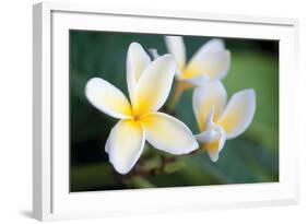 Plumeria II-Erin Berzel-Framed Photographic Print