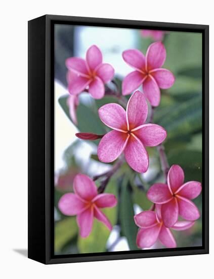 Plumeria in Bloom-Georgienne Bradley-Framed Stretched Canvas