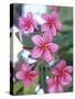 Plumeria in Bloom-Georgienne Bradley-Stretched Canvas