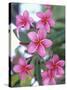 Plumeria in Bloom-Georgienne Bradley-Stretched Canvas