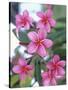 Plumeria in Bloom-Georgienne Bradley-Stretched Canvas