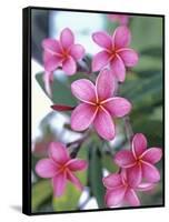 Plumeria in Bloom-Georgienne Bradley-Framed Stretched Canvas