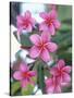 Plumeria in Bloom-Georgienne Bradley-Stretched Canvas