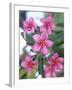 Plumeria in Bloom-Georgienne Bradley-Framed Premium Photographic Print