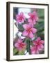 Plumeria in Bloom-Georgienne Bradley-Framed Premium Photographic Print