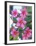 Plumeria in Bloom-Georgienne Bradley-Framed Premium Photographic Print