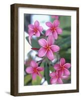 Plumeria in Bloom-Georgienne Bradley-Framed Photographic Print