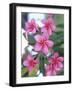 Plumeria in Bloom-Georgienne Bradley-Framed Photographic Print