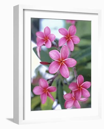 Plumeria in Bloom-Georgienne Bradley-Framed Photographic Print