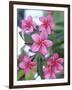 Plumeria in Bloom-Georgienne Bradley-Framed Photographic Print