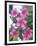 Plumeria in Bloom-Georgienne Bradley-Framed Photographic Print