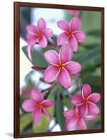 Plumeria in Bloom-Georgienne Bradley-Framed Photographic Print