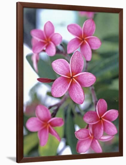 Plumeria in Bloom-Georgienne Bradley-Framed Photographic Print