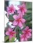 Plumeria in Bloom-Georgienne Bradley-Mounted Photographic Print