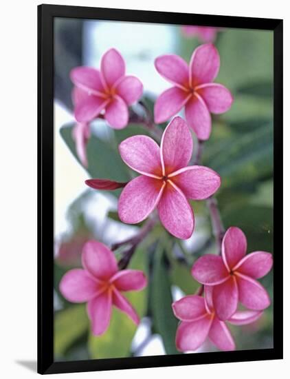 Plumeria in Bloom-Georgienne Bradley-Framed Photographic Print