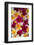 Plumeria in Mass Display-Terry Eggers-Framed Photographic Print