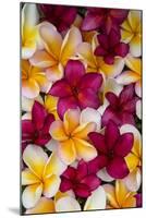 Plumeria in Mass Display-Terry Eggers-Mounted Photographic Print