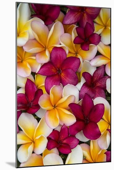 Plumeria in Mass Display-Terry Eggers-Mounted Photographic Print