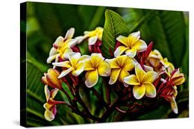 Plumeria Plant in Placencia, Belize.-Joe Restuccia III-Stretched Canvas