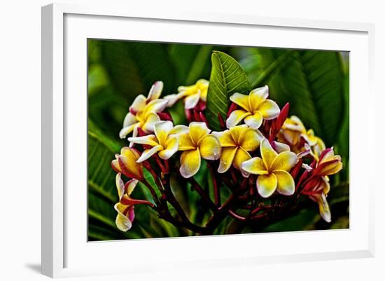 Plumeria Plant in Placencia, Belize.-Joe Restuccia III-Framed Photographic Print