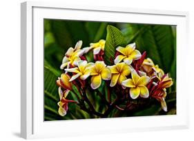 Plumeria Plant in Placencia, Belize.-Joe Restuccia III-Framed Photographic Print