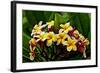 Plumeria Plant in Placencia, Belize.-Joe Restuccia III-Framed Photographic Print