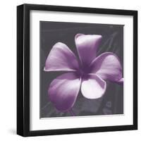 Plumeria - Solitary-Tony Koukos-Framed Giclee Print