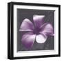 Plumeria - Solitary-Tony Koukos-Framed Giclee Print