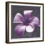 Plumeria - Solitary-Tony Koukos-Framed Giclee Print