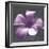 Plumeria - Solitary-Tony Koukos-Framed Giclee Print