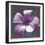 Plumeria - Solitary-Tony Koukos-Framed Giclee Print