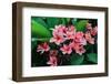 Plumeria Spp. Frangipani Flowers, Frangipani-KiattisakCh-Framed Photographic Print