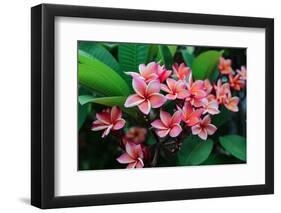 Plumeria Spp. Frangipani Flowers, Frangipani-KiattisakCh-Framed Photographic Print