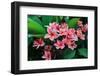 Plumeria Spp. Frangipani Flowers, Frangipani-KiattisakCh-Framed Photographic Print