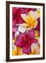 Plumeria tropical flower pattern grouping-Darrell Gulin-Framed Photographic Print